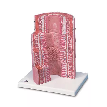 3B MICROanatomy Digestive System Model