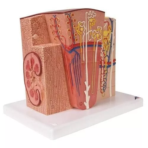 3B MICROanatomy Kidney Model