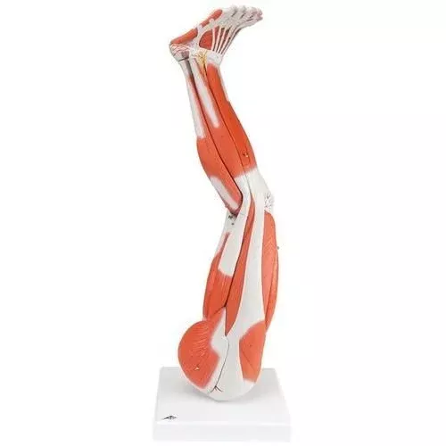 3B Scientific Anatomical Muscle Leg Model