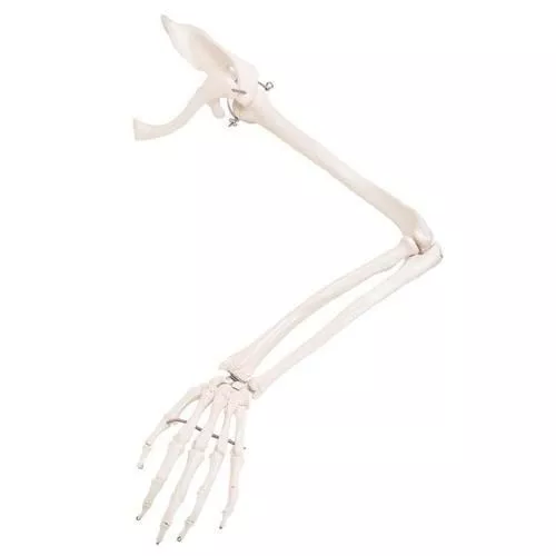 3B Scientific Arm Skeleton Model with Scapula and Clavicle