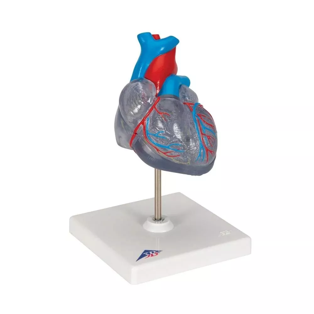 3B Scientific Classic Human Heart Model with Conducting System