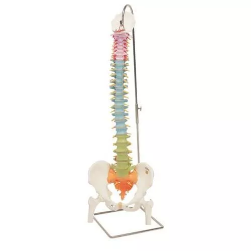 3B Scientific Didactic Flexible Human Spine Model with Femur Heads