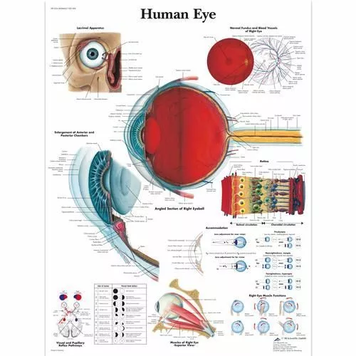 3B Scientific Human Eye Chart