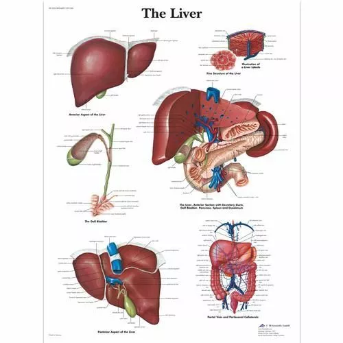 3B Scientific Liver Chart