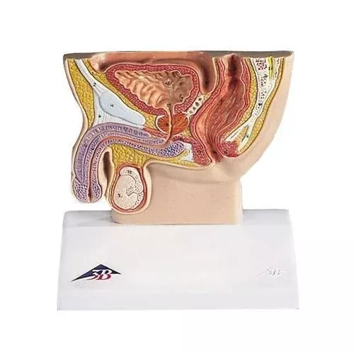 3B Scientific Male Pelvis Section Model