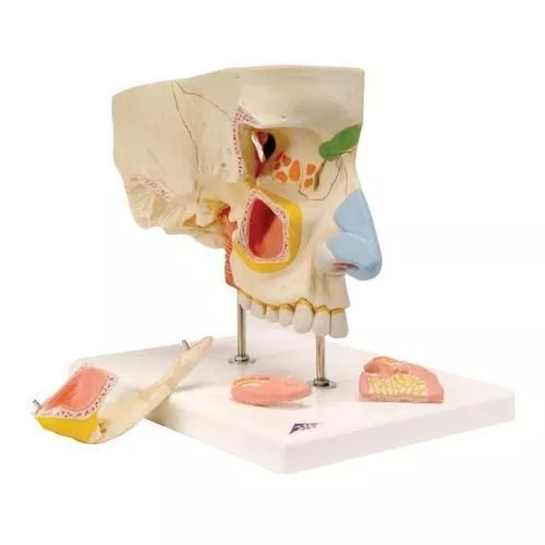 3B Scientific Nose Model with Paranasal Sinuses
