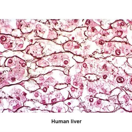 Chandler's Reticulum Stain Kit Pint Kit