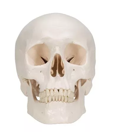 Classic Human Skull Model