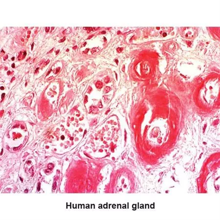 Congo Red Amyloid Stain Kit Pint Kit