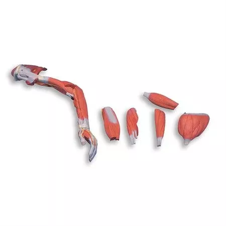 Deluxe Muscled Arm Model Deluxe Muscled Arm Model - Life-Size - 6-Part
