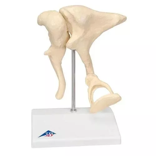 Ear Bones Model