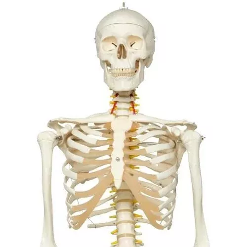 Flexible Human Skeleton Model