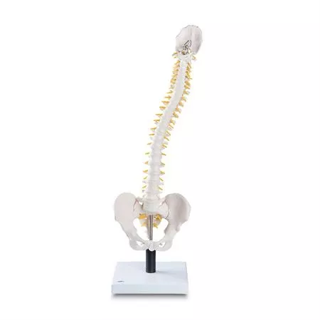 Flexible Spine Skeleton Models Flexible Spine Model with Soft Intervertebral Discs