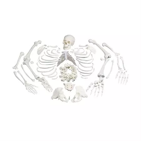 Full Disarticulated Skeleton Full Skeleton - Disarticulated