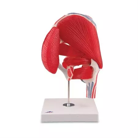 Hip Joint with Removable Muscles Hip Joint with Removable Muscles - 7-Part