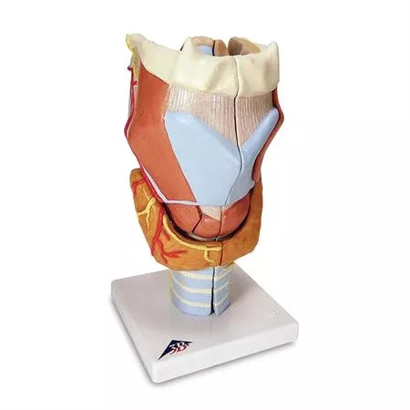 Human Throat and Chest Organ Models Functional Larynx Model - 3 Times Full-Size