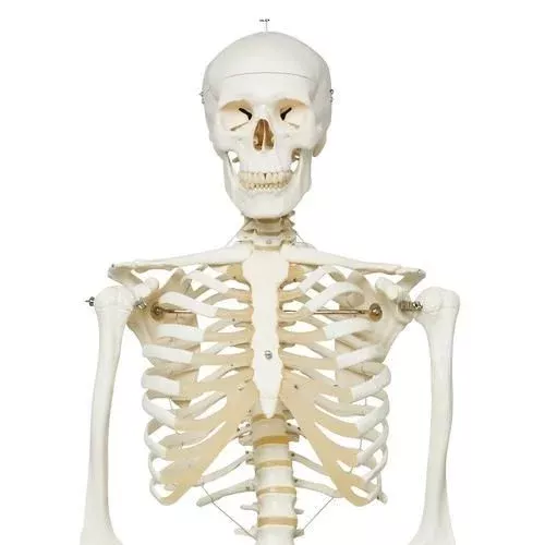 Life Size Human Skeleton Model
