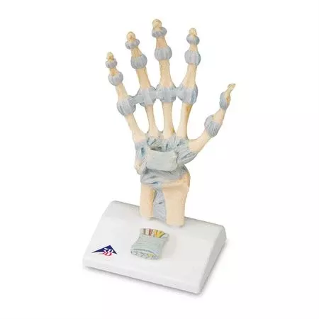 Ligaments and Carpal Tunnel on Hand Skeleton Model