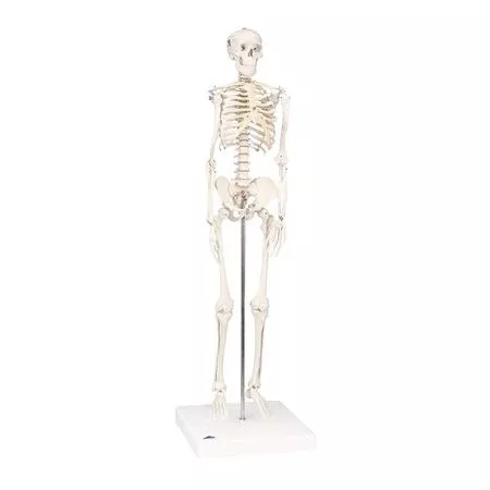 Mini Skeleton Model Hanging - Shorty