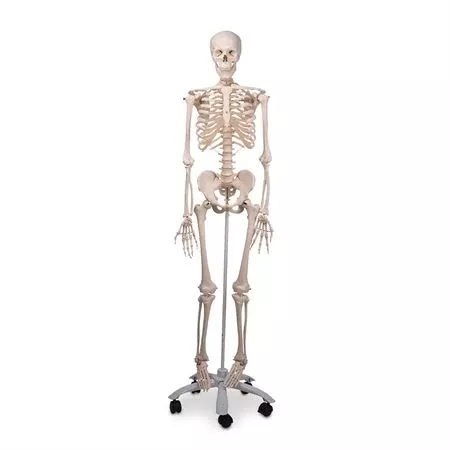 Muscles and Ligaments on Skeleton Model Sam
