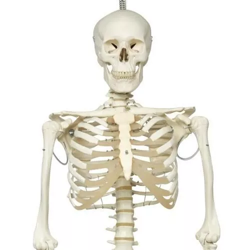 Physiological Human Skeleton Model
