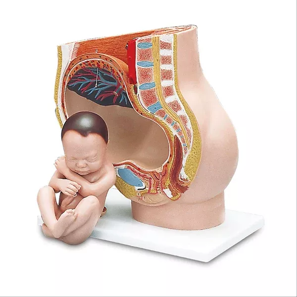 Pregnancy Pelvis Model Pregnancy Pelvis Model, 3-Part ,1 Each