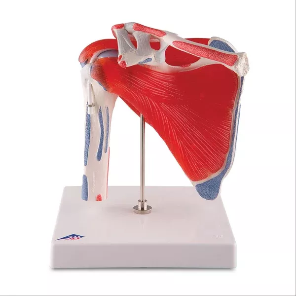 Shoulder Joint with Rotator Cuff Shoulder Joint with Rotator Cuff • 5-Part ,1 Each