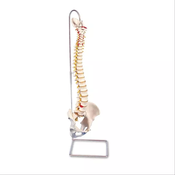Spine Skeleton Models Femur Heads on Highly Flexible Spine Model ,1 Each