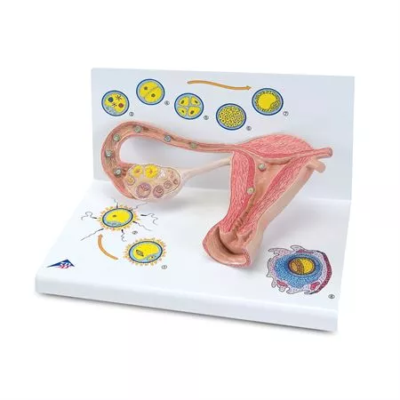 Stages Model of Fertilization and Embryo Stages Model of Fertilization and Embryo • 8.3"W x 13.8"L x 7.9"H ,1 Each