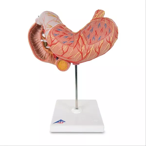 Stomach Model 3-Part Stomach Model • 3-Part ,1 Each